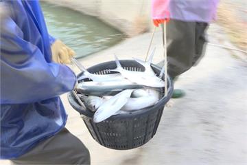 雲林沿海養殖虱目魚凍斃7成 漁民低溫捕撈