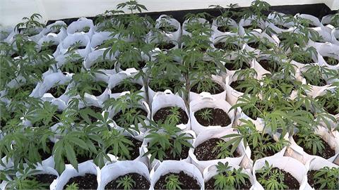 車行員工說服老闆轉行種大麻　警方查扣870株大麻市價逾6千萬