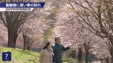 日本福島北鹽原村櫻花盛開 花期到週六