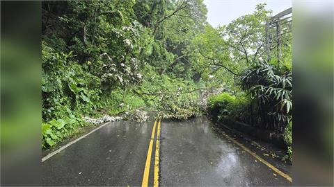快新聞／暴雨狂炸北市！北投山區路樹倒塌橫躺「整條路封死」