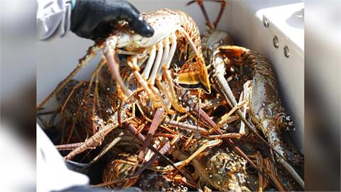 古巴親中「拒台人入境」下場慘了！我國拒買龍蝦　進口額慘崩7成