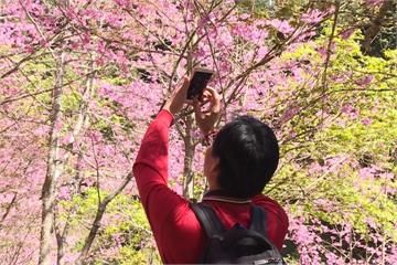 遊客讚媲美「哲學之道」！杉林溪櫻花盛放