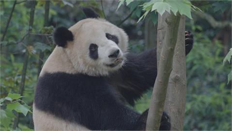 中國再次啟動「貓熊外交」　雲川、鑫寶將赴聖地牙哥動物園　旅美10年