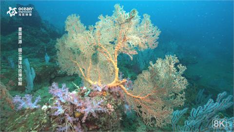 潮境保育區因疫情封閉2個月　白化珊瑚恢復健康