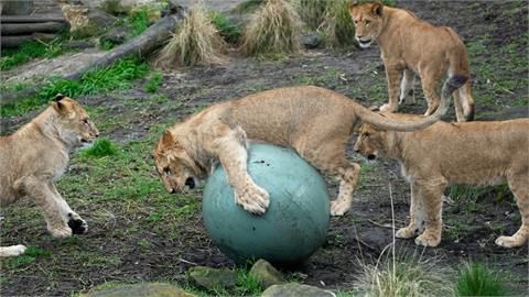 澳洲動物園驚傳「5隻獅子」逃出來玩！歷經3小時終於送牠們回家