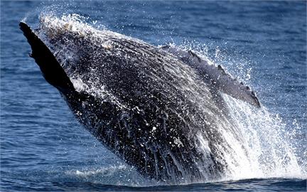 海洋奇觀！15公尺座頭鯨巨屍引逾40隻鯊魚...撕咬分食影片曝光