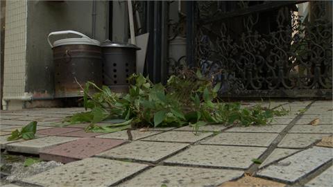 獨／水溝變花園？內湖疑見「大花紫薇」竄出　議員怒轟環保局推託