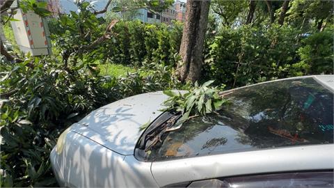 興大實驗林園區又有意外　芒果樹枝掉落砸車害毀損