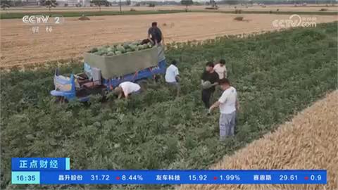 每天賣上萬顆西瓜　驗瓜師一天賺4200元秘訣曝光了