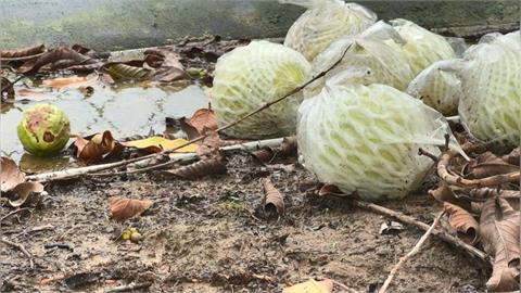 大雨打落花蕊.積水害根系缺氧 高雄芭樂農損高達2699萬