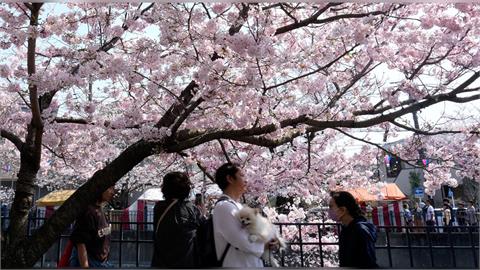 日本迎櫻花季!東京染井吉野櫻盛開 民眾賞花不忘省錢