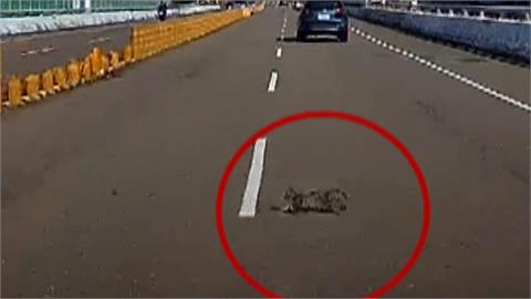 喵星人躲引擎室避暑　台中車主不知情　邊開車邊掉貓