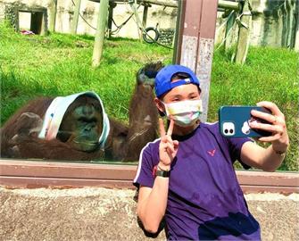 快新聞／曾出演電影！小戴也是牠粉絲　壽山動物園紅毛猩猩「咪咪」離世