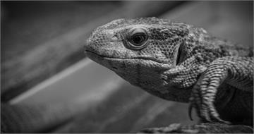 棄嬰藏包藏屋下「巨蜥拖出啃屍」 19歲母供稱不知自己懷孕