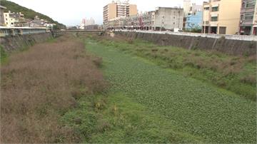 「綠色地毯」鋪滿河面！布袋蓮攻佔通霄溪