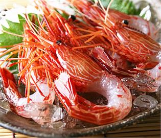 日本吻仔魚產量暴跌　北海島蝦捕撈旺季漁獲達1噸多