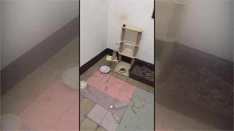 獨家/高雄房東控「房客欠租近十萬」　養２４隻貓「解約沒全帶走」