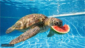 中國合肥高溫肆虐　海洋動物吃冰鎮西瓜消暑