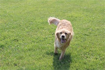 快新聞／受託顧狗！11犬隻離奇死亡　加州華裔馴犬師恐被關近14年
