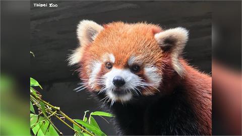 快新聞／北市動物園小貓熊「奇奇」赴新加坡　網友不捨：沒預告來不及告別