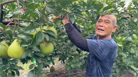 沙德爾颱風進逼　花蓮文旦搶收 宜蘭蔥農直接放棄搶採