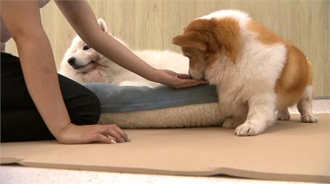 獨！當心違法寵物寄養　北市動保處點名「這2平台」未篩選合法經營