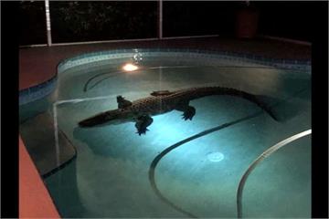 游泳池有鱷魚！美國佛州驚見鱷魚闖入民宅