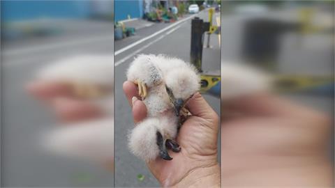 遭高雄剪樹工程拆散　鳳頭蒼鷹一家再度團聚