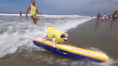 美國加州狗狗衝浪賽　毛小孩與主人衝浪同樂