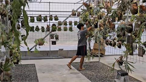 獨／危機變轉機！丹娜絲毀鹿角蕨溫室　全家投入重建「鹿角蕨豪宅」