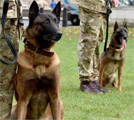 軍犬在戰場上英勇救人性命，退休後卻因「無法安置」要被安樂死...37萬人連署集氣救英雄！