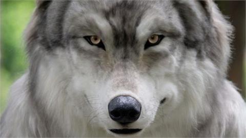 神秘傳說生物「狼人」現蹤日本？森林拍到雙腳站立身姿…無P圖模樣曝
