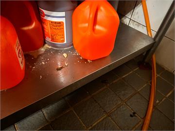 金仙滷肉飯便當吃到蟑螂！　衛生局稽查驚見「整隻活的」在地上爬