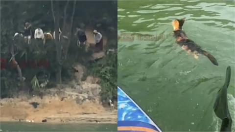 中國水庫「放生大量野貓」逼跳水溺斃　民眾急報警⋯警方竟回應：要怎樣說違法？
