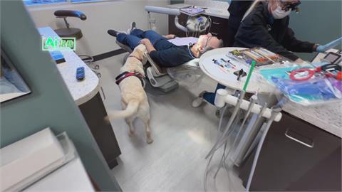 看牙醫不再發抖　療癒系治療犬趴病人大腿撒嬌