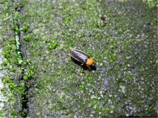北橫賞螢季節來了！桃園大溪復興熱點地圖攻略 追尋夢幻黑翅螢