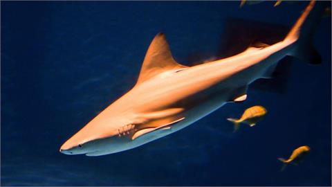 快新聞/台灣近海也有!澳洲驚傳「公牛鯊」咬人 1死1傷