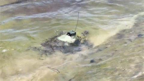 野柳「龜太郎」重返大海　曾被漁網纏繞、救治3月後野放
