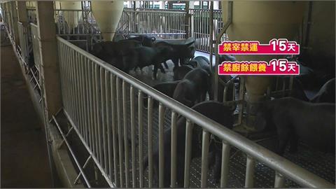 防堵豬瘟破口！　禁廚餘餵養15天　養豬協會支持