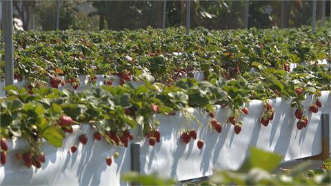 紅通通草莓生長 水份需求大 園方節水不再灌溉 弱勢童免費採草莓