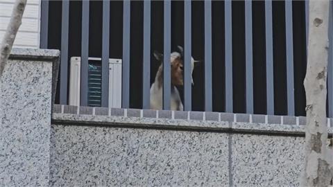 不是貓狗！隔壁一直咩咩叫　竟是鄰居在陽台養「這動物」