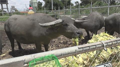 雲林花生藤農廢變飼料　　水牛安養中心「用吃的消滅它」