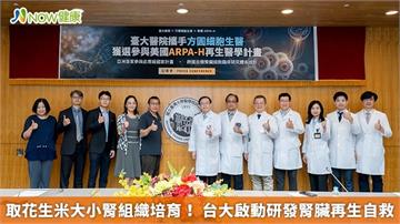 取花生米大小腎組織培育！ 台大啟動研發腎臟再生自救