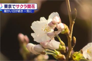 日宣布東京櫻花季開始！ 比往年平均早9天