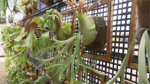 「長在樹上的鹿」獨特多變　拍賣價創新高「貴到能買房」