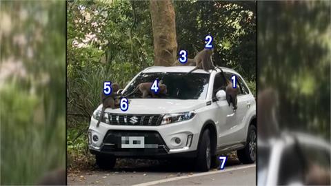休旅車慘變「猴群遊戲場」！　9隻獼猴在車頂開派對