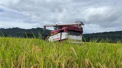 輕颱丹娜絲來勢洶洶　台東農民急搶收盼減少災損