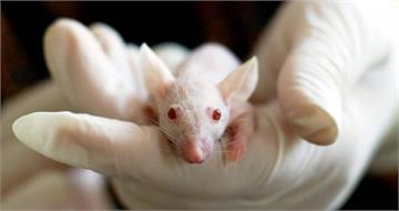 同性生子有希望？　科學家首創「雙父後代」健康小鼠具生育力