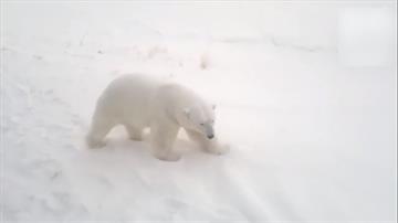 50頭北極熊湧入俄羅斯小村落覓食  當局宣布進入緊急狀態