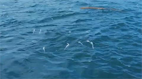 基隆八斗子外海漂大量白帶魚死屍　疑因「這個數值」未達標遭遺棄